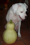 Petey and the giant bottle gourd
