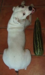 Zucchini Size Comparison