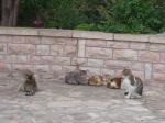 Six feral cats